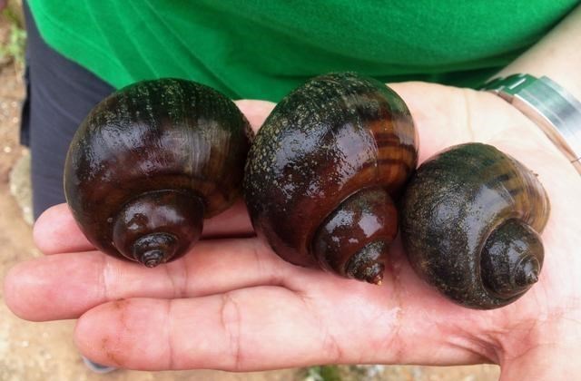 家有二宝育儿|16株活体!杭州海关截获仙人掌和粉蚧 如何应对海外入侵物种?