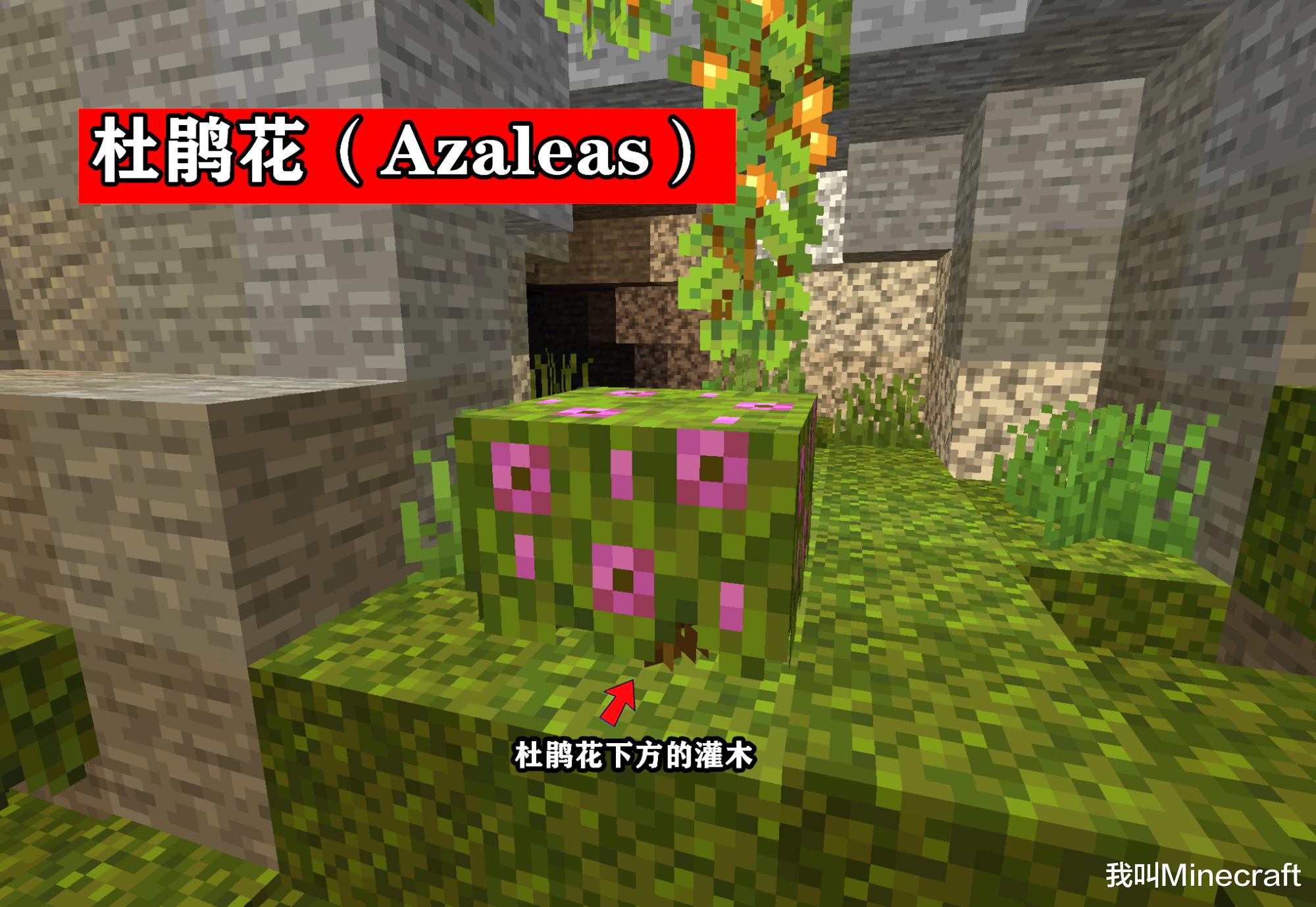我的世界|我的世界21w05a:繁茂的洞穴来啦!杜鹃花、孢子花、发光浆果……