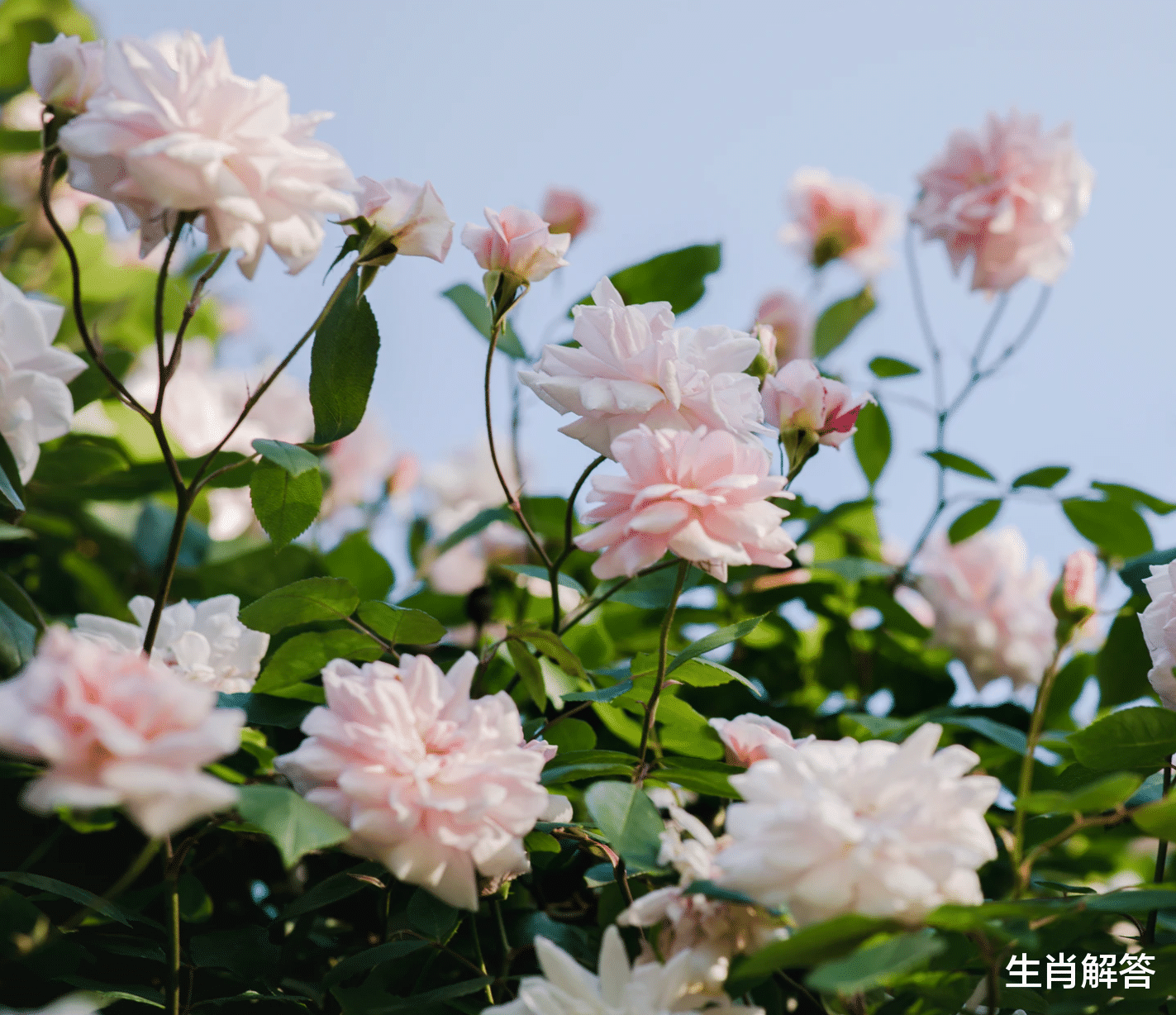 生肖解答|7天内，桃运来袭，月老助缘，喜鹊叫喜，3星座花开花落，再续深情