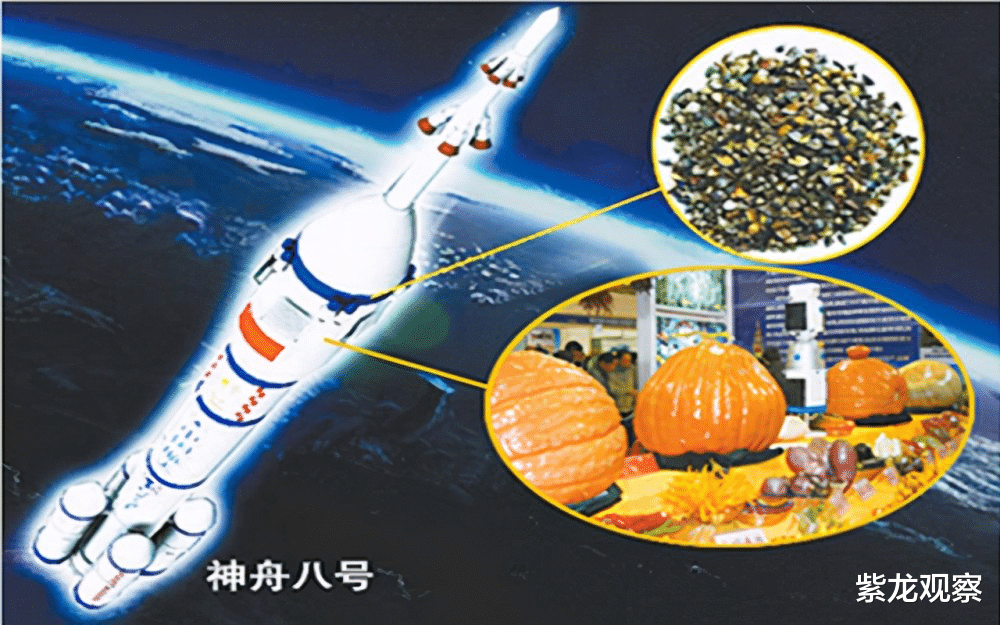 航天 神舟飞船升天都要带种子，中国航天为何这么做？背后是2000亿市场