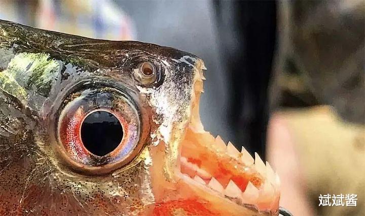 食人鱼 食人鱼可怕吗，为什么没有在亚马逊河泛滥？