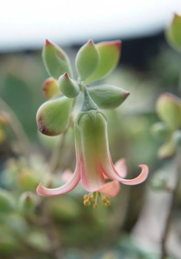 |3㎡的阳台能干嘛？这个宿舍小阳台花园或许会惊艳到你，看看吧！