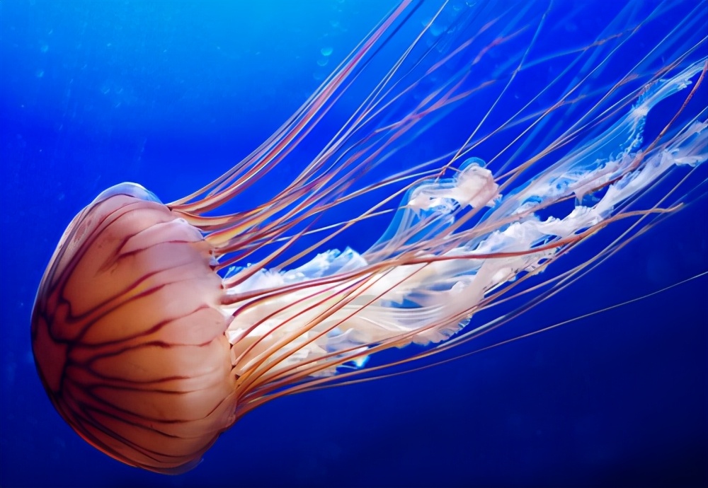 MR神秘先生|两条在一起10年的母鲨，其中一条产下鲨鱼宝宝，科学家：不是好事