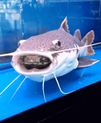 动物庄园|一觉睡醒发现自己是一线明星,你会先做什么?