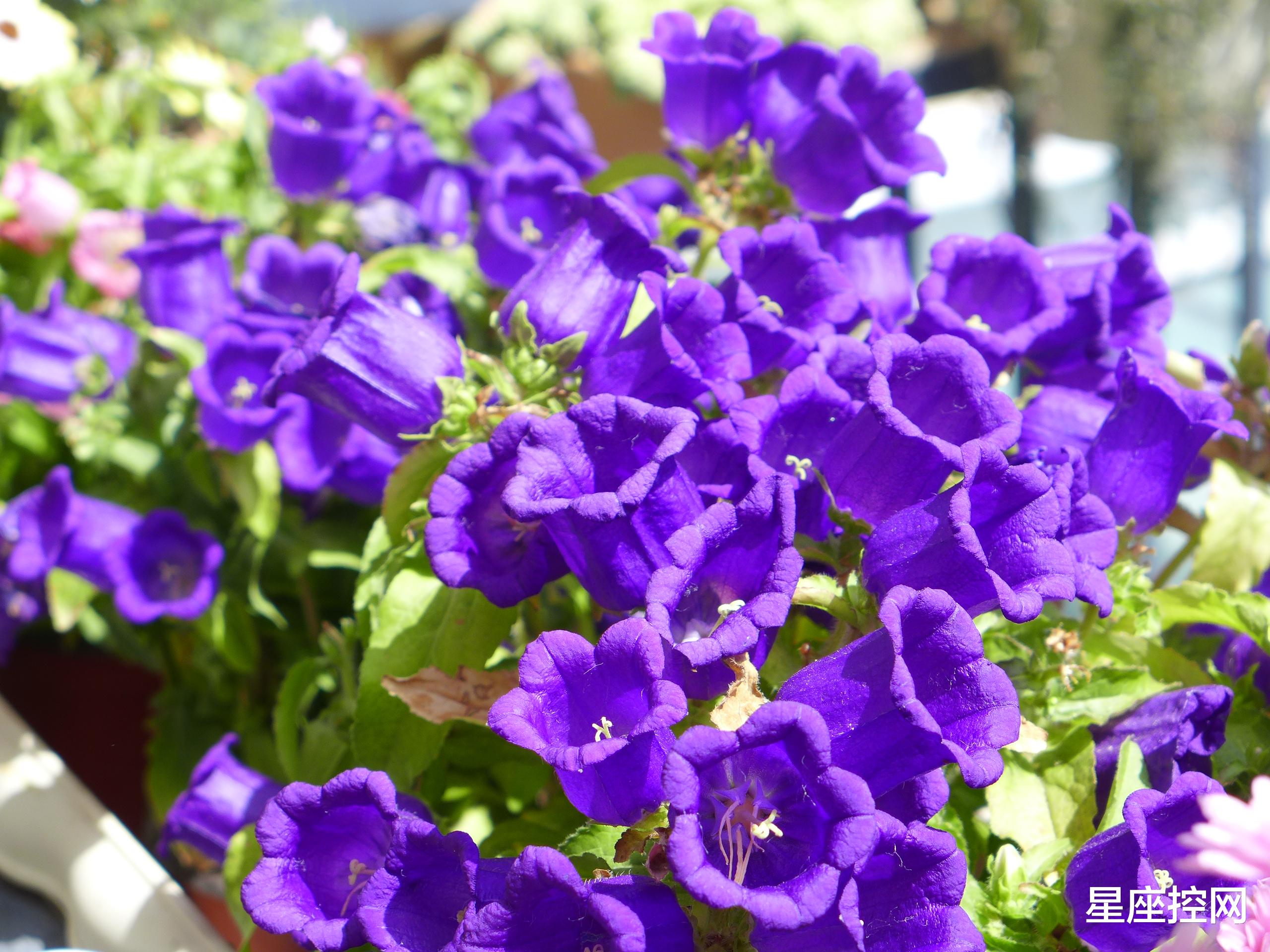 星座控网|哪些日子出生的人，重情重义，人缘广，办事便利，到哪都有人爱