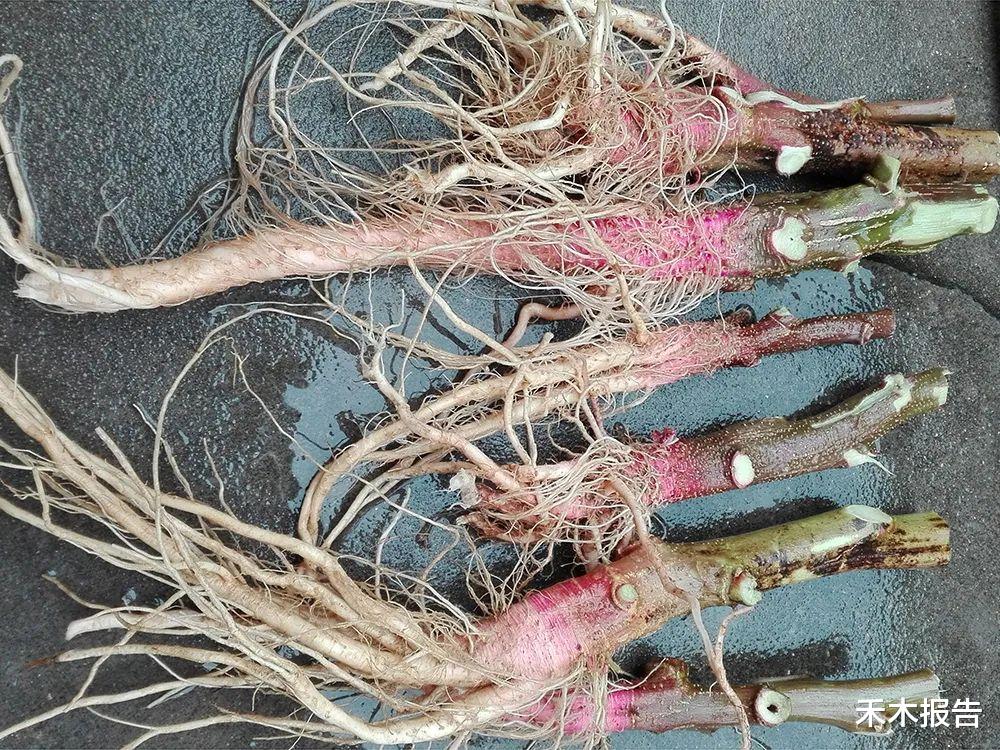 祛湿|这种野菜老了也有人要,只挖根部,煲汤甘甜又祛湿,南方人爱喝