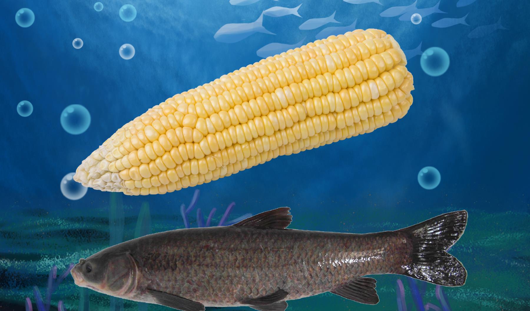 |哪种钓鱼药酒的效果好？钓鱼药酒如何制作？钓鱼药酒的制作方法