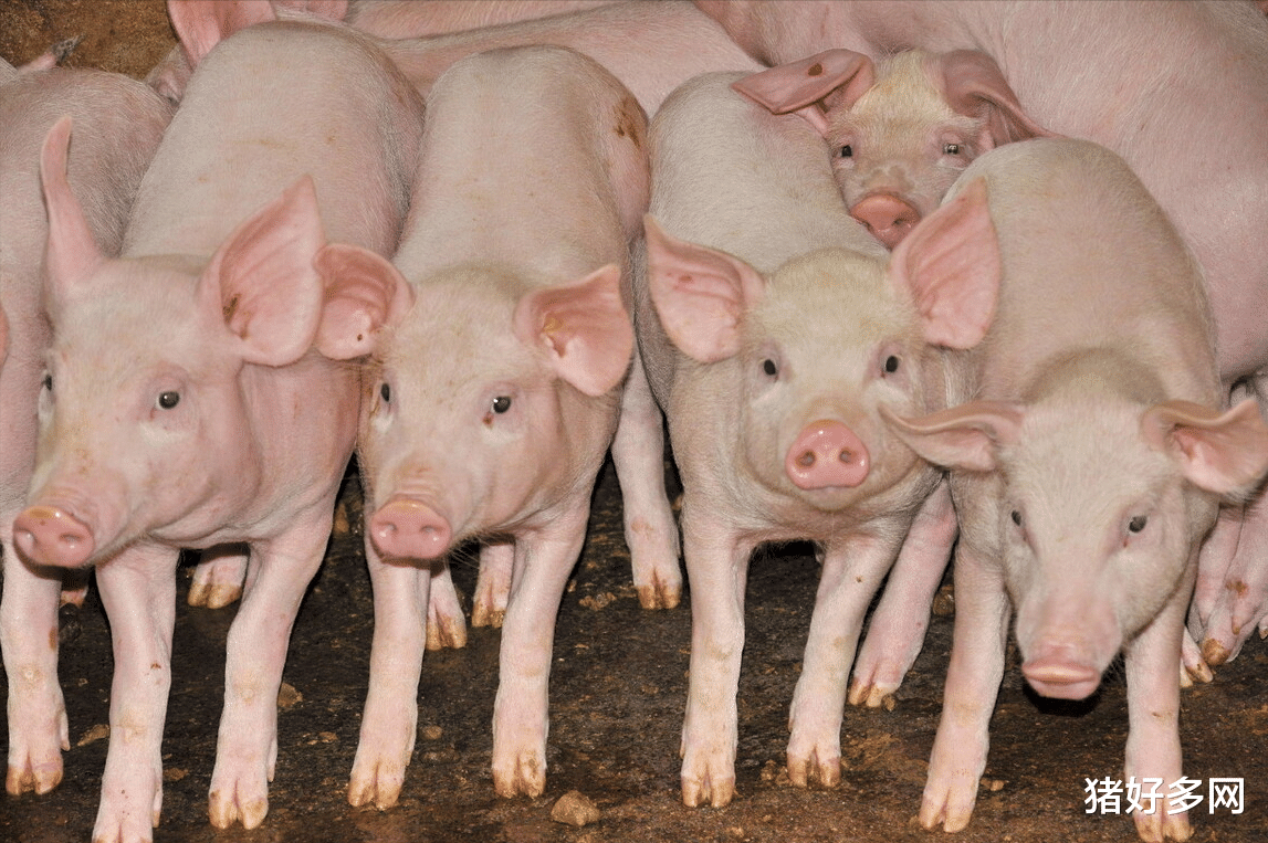 4月25日10公斤仔豬價格，養豬頭均利潤創兩年內新低，仔豬降價“情有可原”？-圖2