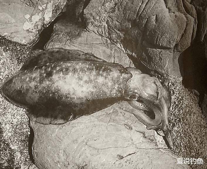 |[路亚钓] 重要钓法之莱斯利乌贼钓法，日本专业钓鱼书籍