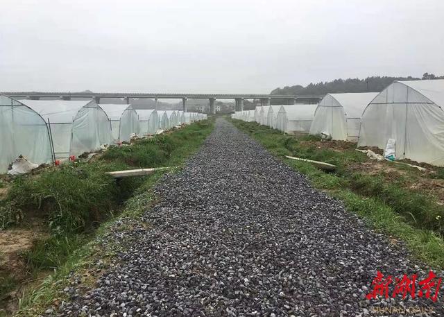 新湖南XHN 湖南日报   醴陵新奇事：高管老板结伴返乡“种田”