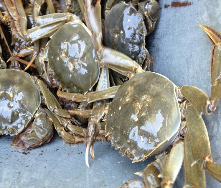 |江苏男子到丈母娘家过节，没钓到鱼钓了一桶螃蟹，网友：刚好过节