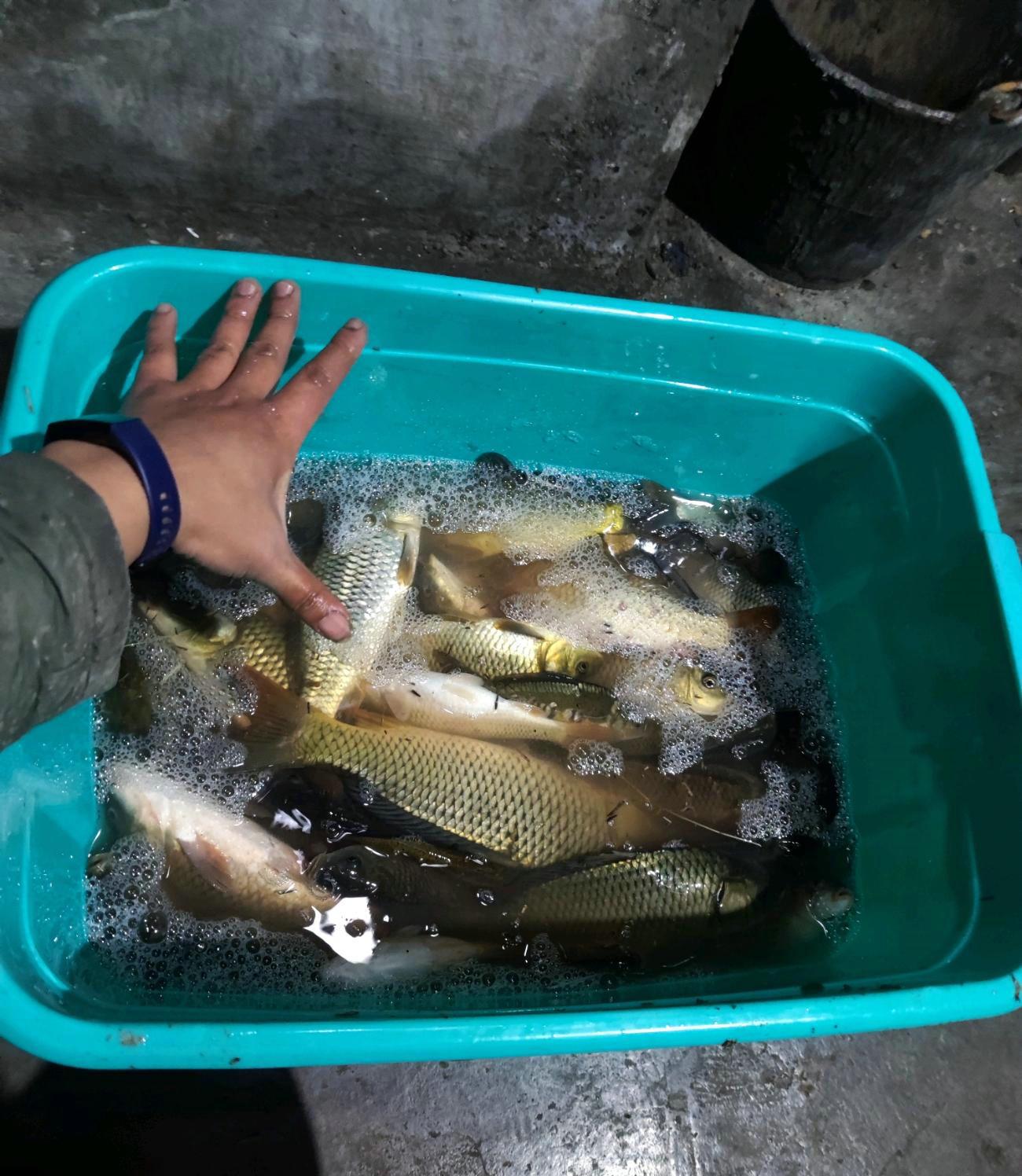 金沙江|一天钓鱼一两百斤?金沙江边上演垂钓狂欢,知情者:放了几十吨鱼