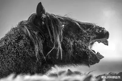  草原上的马王传奇：人工培育的马王被野马取代，马群遭到狼群袭击