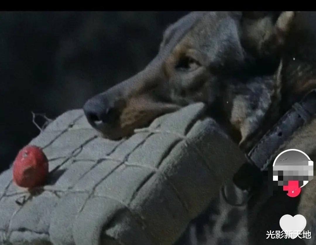 当家主母|《当家主母》被指毒死田园猫，抽搐动作太逼真，制作方否认再遭质疑