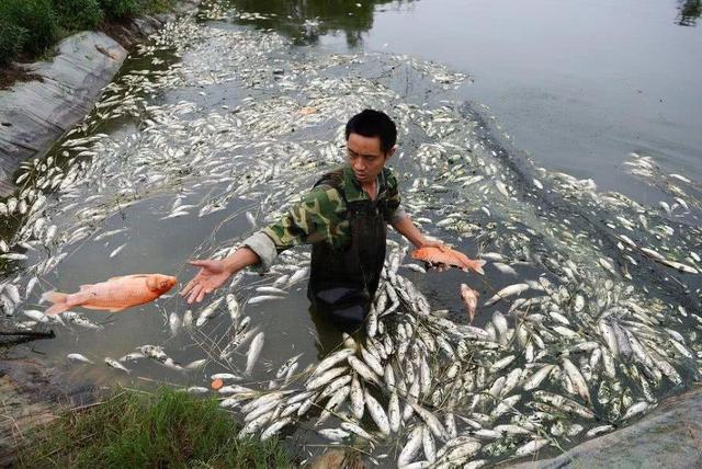 饵料|不让钓鱼就投毒？80万赔偿加数年牢狱！这样做塘主才会让你钓