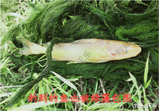 |标题 3黄河下游“绿藻”大爆发，钓鱼人：太痛苦了，一竿能钓好几斤