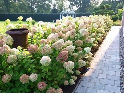 凌霄花|3种花“烂大街”，却是打造花园的“王牌”，秋天院子里必备