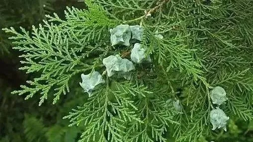 腰椎间盘突出|满头白发不要染，几块钱的小偏方试试