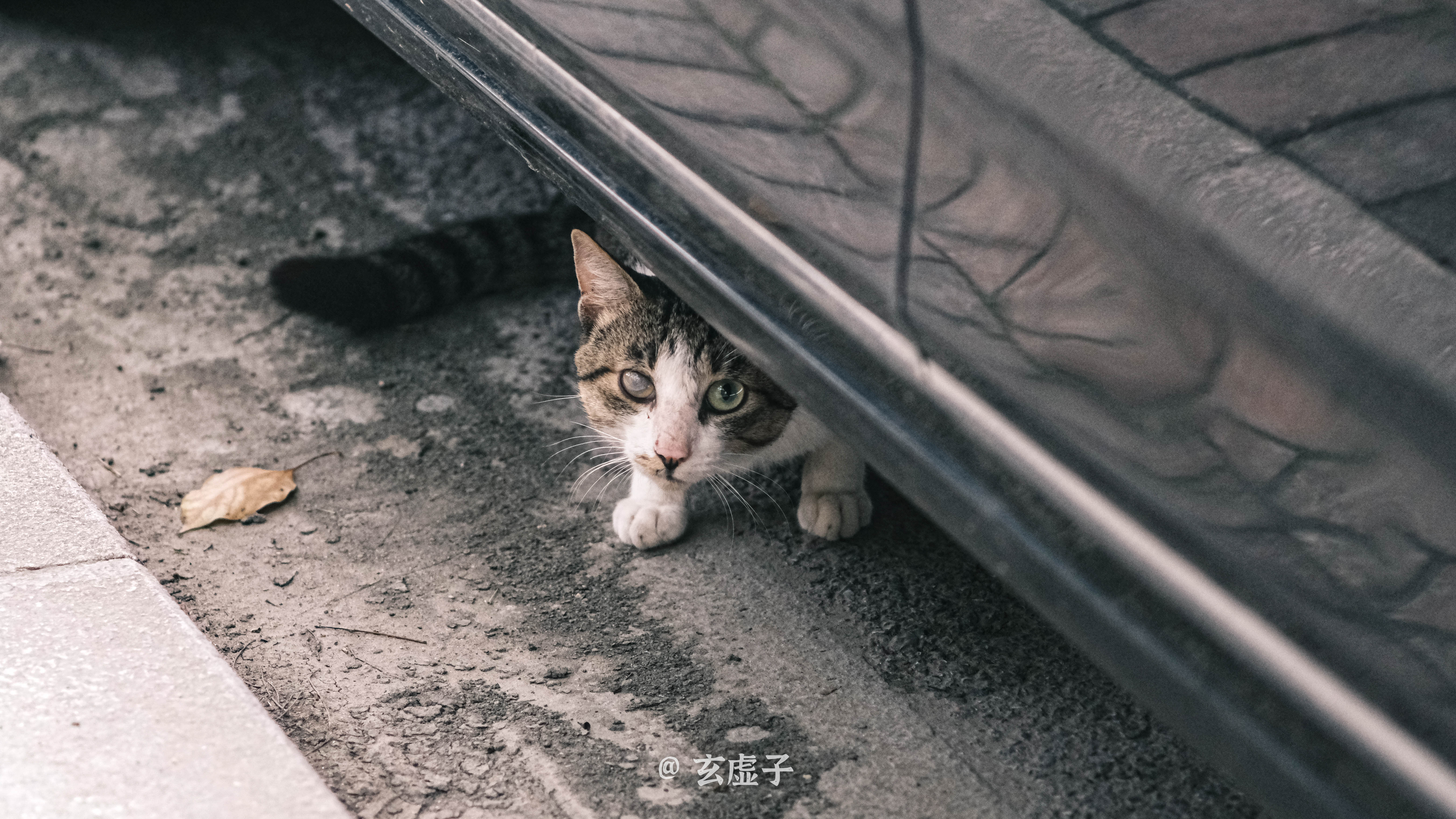 玄虚子说|玄虚子说运势：8月17日行运播报！