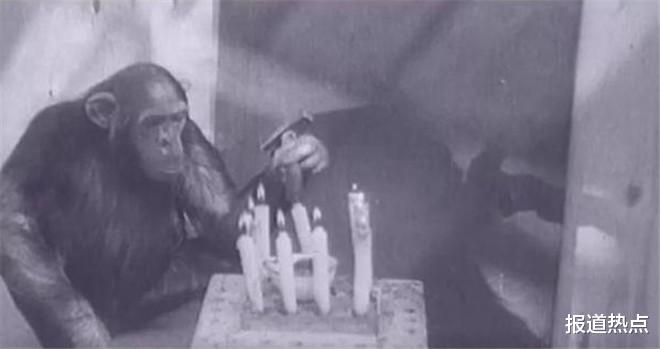 黑猩猩 与黑猩猩恋爱有未来吗？人猩结合能否有后代？科学家早已做过实验