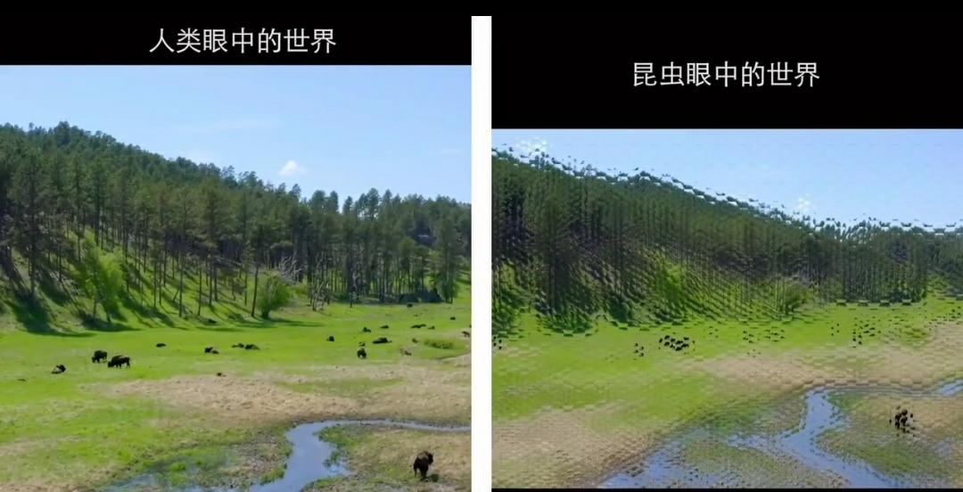 昆虫 在动物眼中世界是长什么样的？十种不同动物眼中的世界！