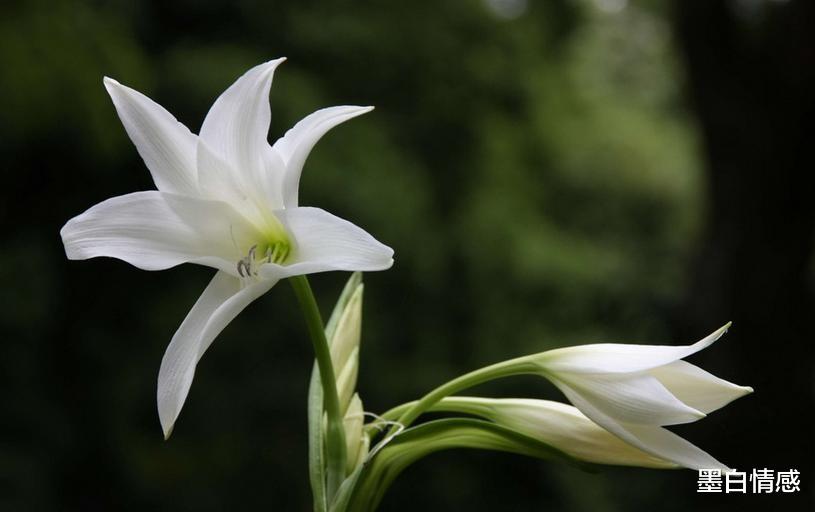 墨白情感|“人微言轻,无人呼应” ,落魄时记得做到这三点,很现实