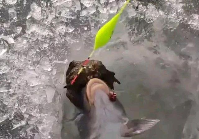 鲤鱼|罕见！辽宁钓鱼人喜获“金蟾抱鲤”，钓友：钓了十多年第一次遇到