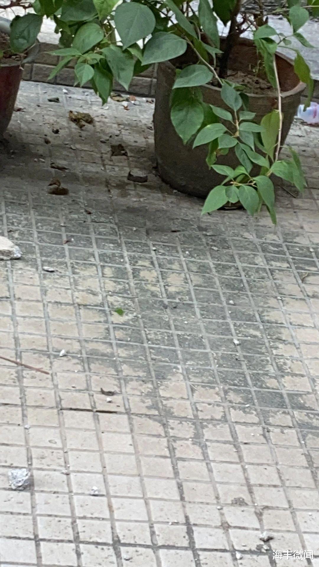 海丰某小区竟天降石头