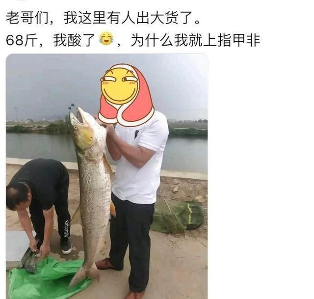 老虎|70斤巨型鱤鱼游入养殖场附近想吃鱼，没想到被附近钓鱼人钓起