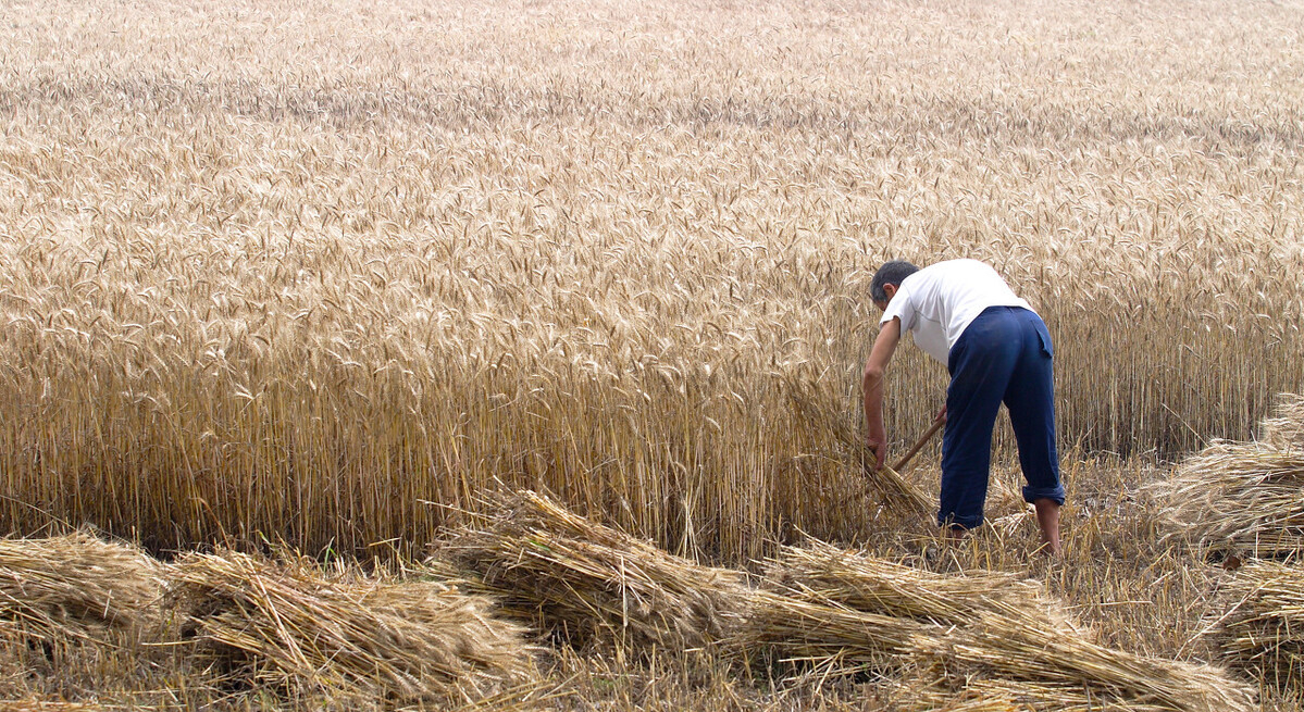 美國的小麥一畝能產多少斤？和中國比較，有多大差距？-圖10