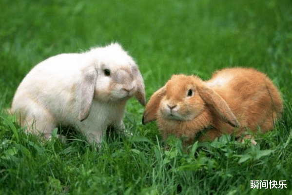 属狗|9月30日-10月17日,狗、兔、生肖牛运势攻略,好运回归,前程似锦