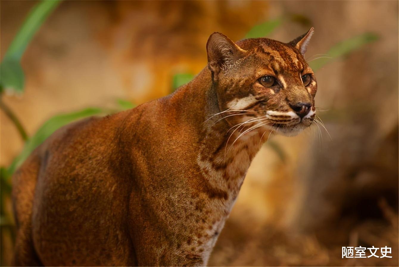 老虎|传说中的“彪”是啥？真能捕杀老虎？2005年后我国仅拍到3次彪