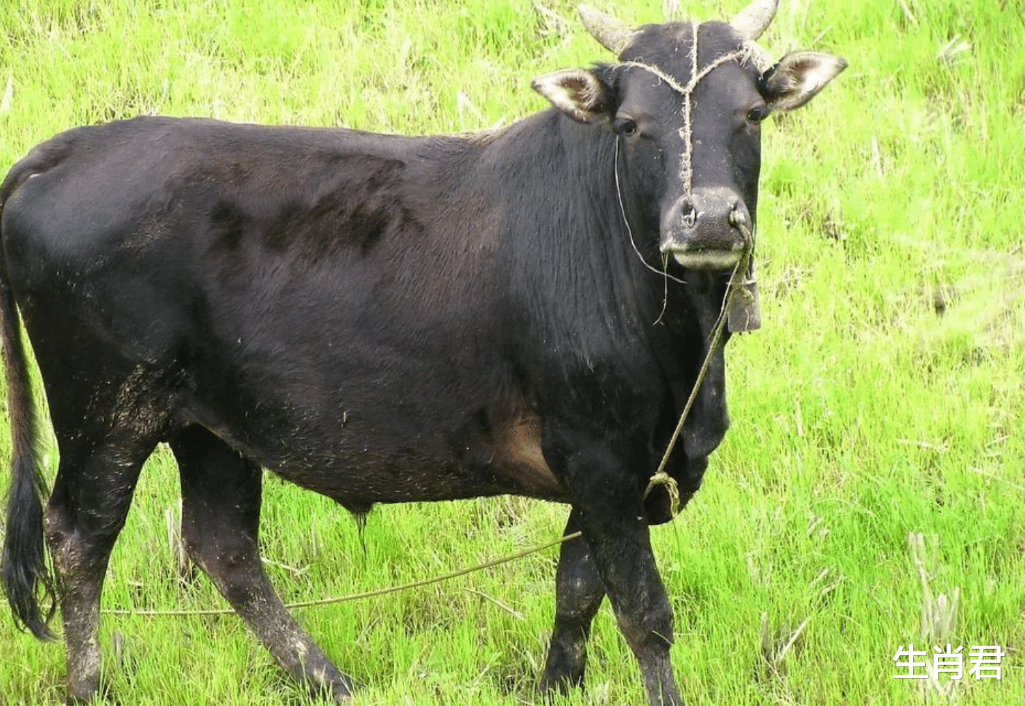 属牛|12月上旬好运缠身，属牛人付出多年终于看到回报，在职场容光焕发