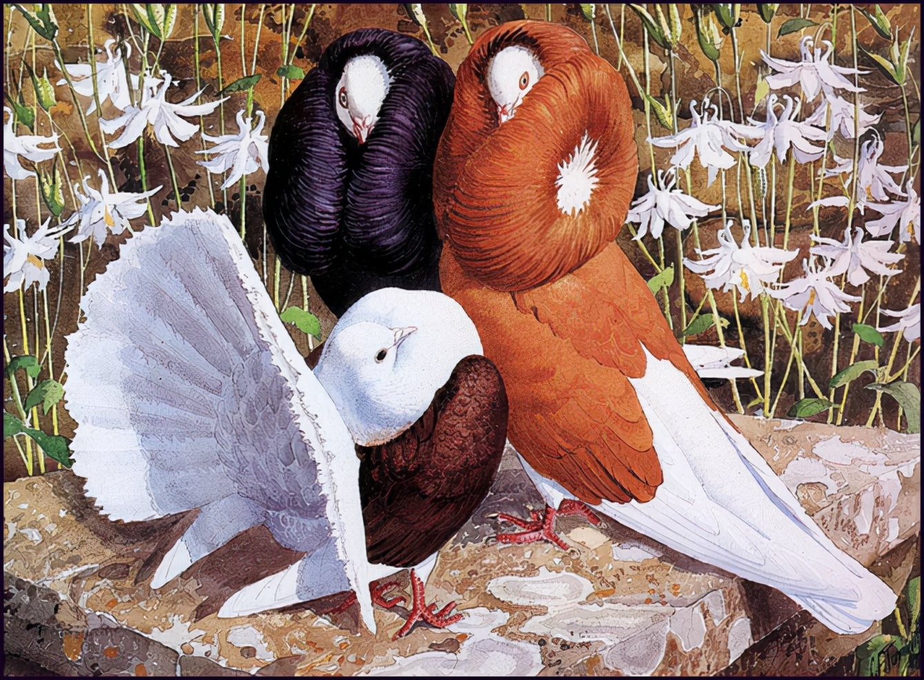 英国查尔斯.图尼克利夫(Charles.Tunnicliffe)禽鸟水彩画