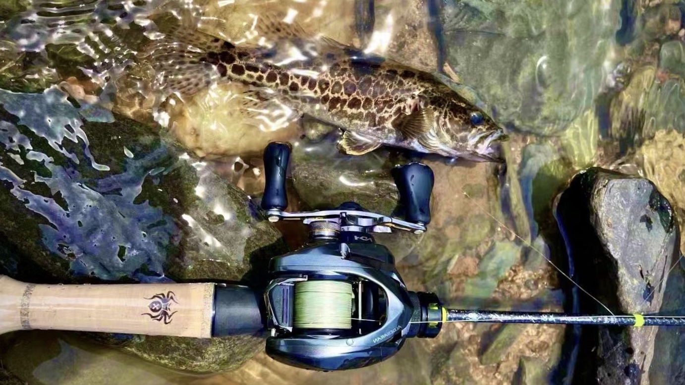 疯狂|海中捕捞金枪鱼为什么不用渔网？为什么能连续钓不摘钩，真相来了