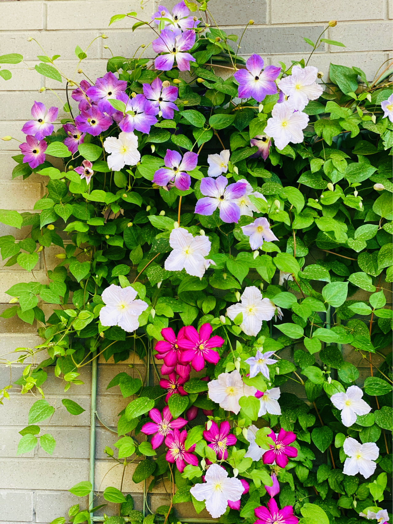 花2万元，改造25㎡别墅露台，这么漂亮的屋顶花园，有撩到你么？