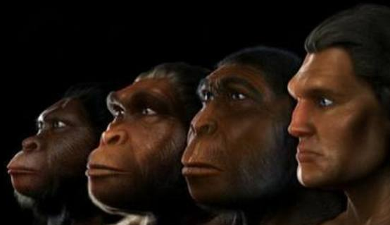 爬行动物|动物进化的10个步骤