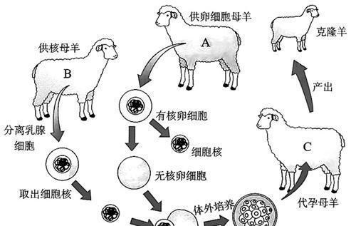 科学家 为啥现在很少提“克隆”了？多莉的一生看见答案，太可怜了