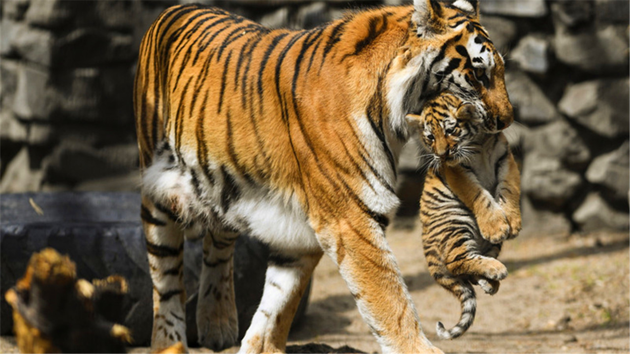 老虎 捏住老虎的后颈肉，它会不会像猫一样变乖巧？