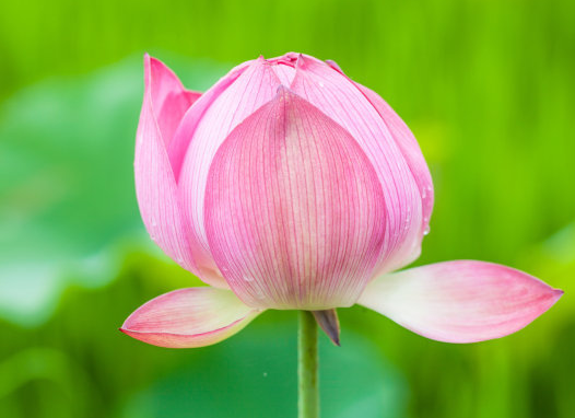 星临天下|9月中旬，喜鹊叫喜事来，4属相财聚八方，生活更精彩