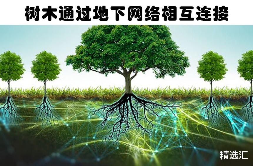 巨嘴鸟|科学冷知识：即便是极其聪明的人也未必知道的7个科学事实