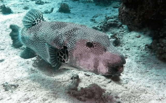 科学家 科学家：人类并非食物链顶端生物，人类之上还有更厉害的生物