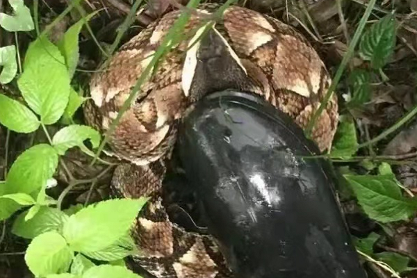 眼镜王蛇 致死率最高的毒蛇，眼镜王蛇有多霸道？为何会追着人跑？