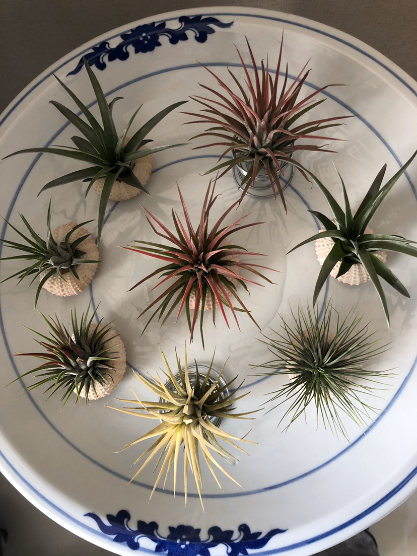 花百科|4种常见蔬果，可以自己水培的食物，自己种的就是香！
