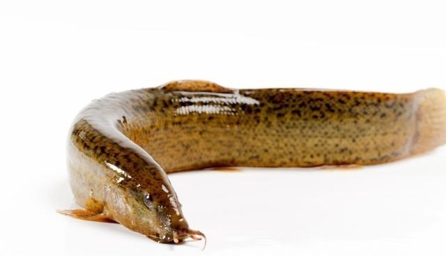 湖南|滩涂上抓“泥鳅”，湖南一男子钓鱼玩出了新花样，网友：发财了