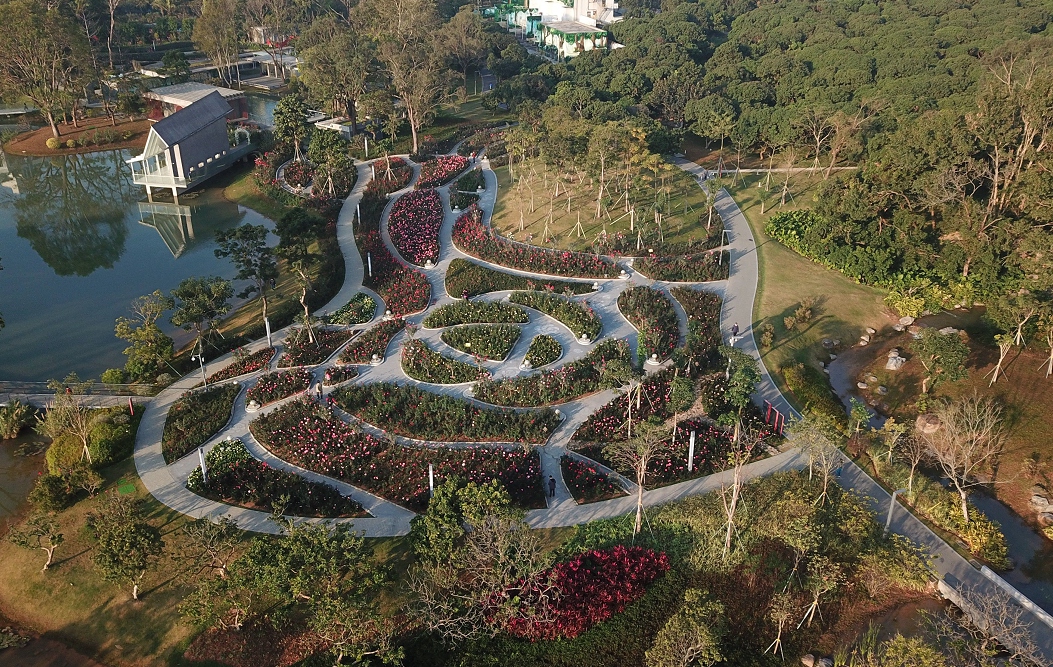  地栽月季突然大面积枯萎，到底是怎么了？