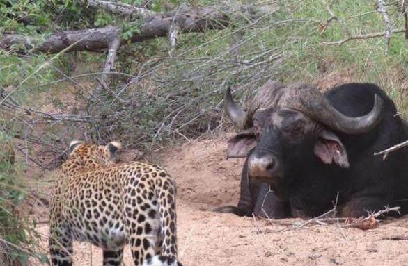 野生动物 野生动物如何判断对方的实力？人类在它们眼中是什么“段位”的？