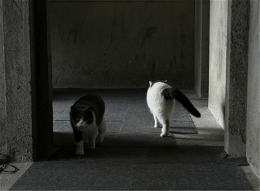 毛坯房|小夫妻没钱装修直接住毛坯房，却布置得超温馨！网友：这生活羡慕