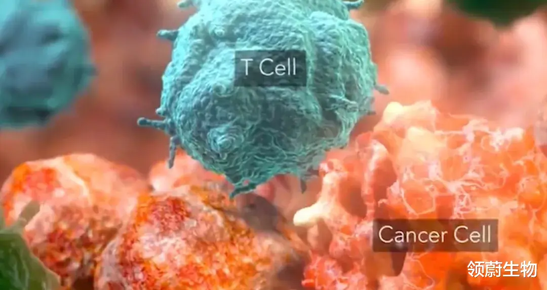 领蔚生物|“加热”一下，CAR-T细胞基因表达增加60倍，治愈实体瘤小鼠！《Nature》子刊新进展