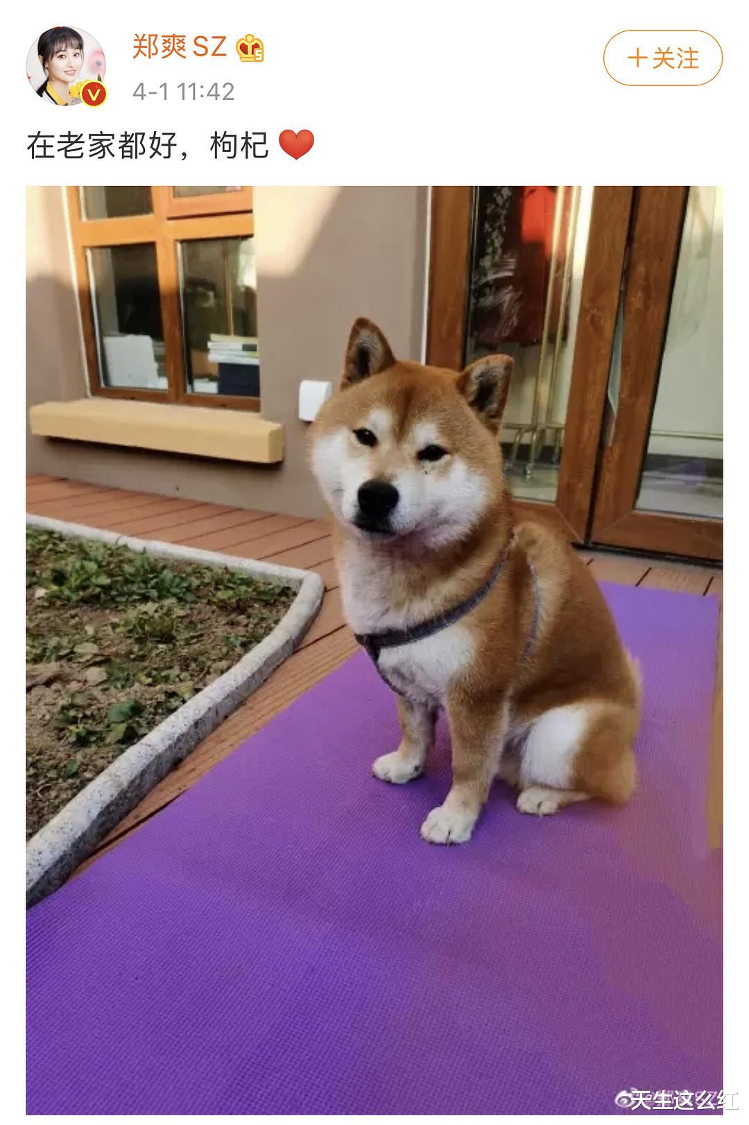 郑爽|郑爽一天赚208万，和你有什么关系？